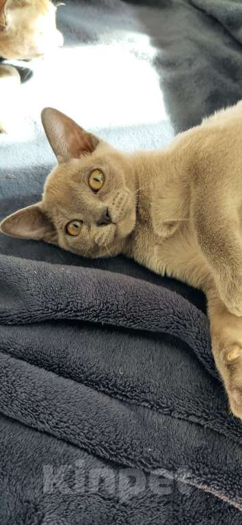 Кошки в Москве: Котята европейской бурмы  Девочка, 50 000 руб. - фото 2