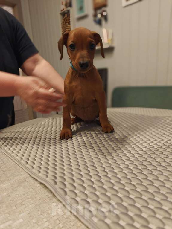 Собаки в других городах Московской области: Продажа щенков немецкого пинчера Мальчик, 64 000 руб. - фото 3