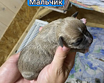 Собаки в Кинешме: Щенки Амстаффа Разнополые, 60 000 руб. - фото 1