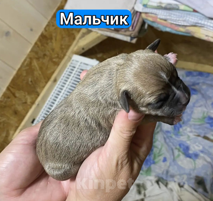 Собаки в Кинешме: Щенки Амстаффа Разнополые, 60 000 руб. - фото 1