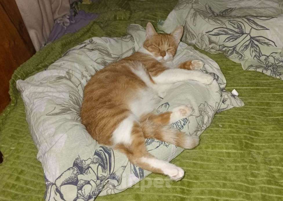 Кошки в Москве: Рыжий кот Яша в добрые руки Мальчик, Бесплатно - фото 2