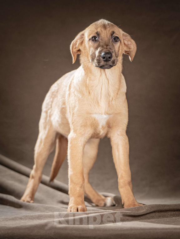 Собаки в Клине: Мегги — спокойная и чуткая девочка, которая ищет заботливые руки, чтобы дарить вам свою нежность Девочка, Бесплатно - фото 4