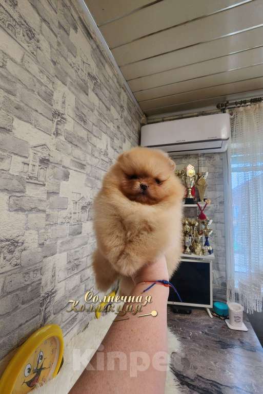 Собаки в Москве: Шпиц померанский девочка медвежонок питомник Ркф Девочка, Бесплатно - фото 1