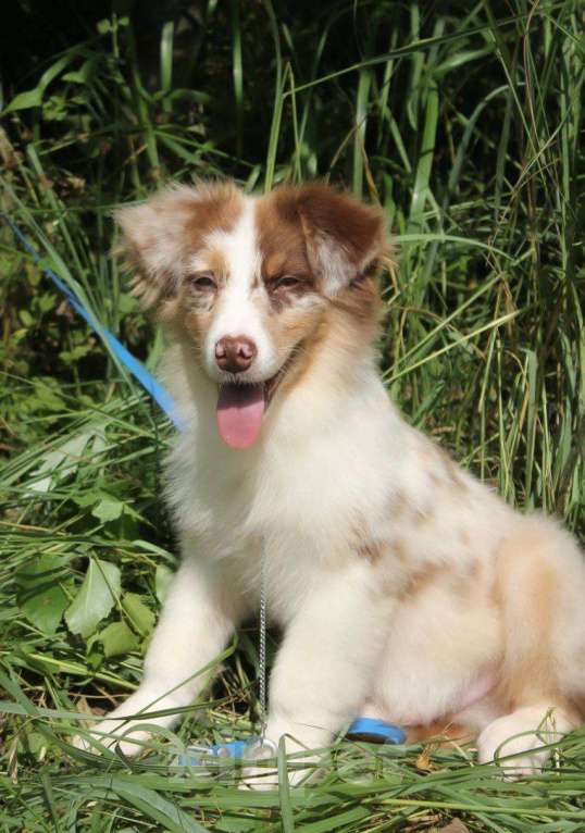 Собаки в Москве: Австралийская овчарка щенки (аусси) Мальчик, 65 000 руб. - фото 3