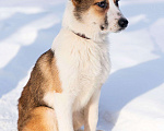 Собаки в Лосином-Петровском: Валдай якутенок прирожденный охранник Мальчик, Бесплатно - фото 2