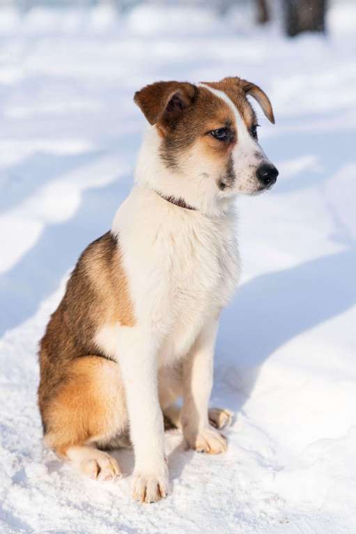 Собаки в Лосином-Петровском: Валдай якутенок прирожденный охранник Мальчик, Бесплатно - фото 2