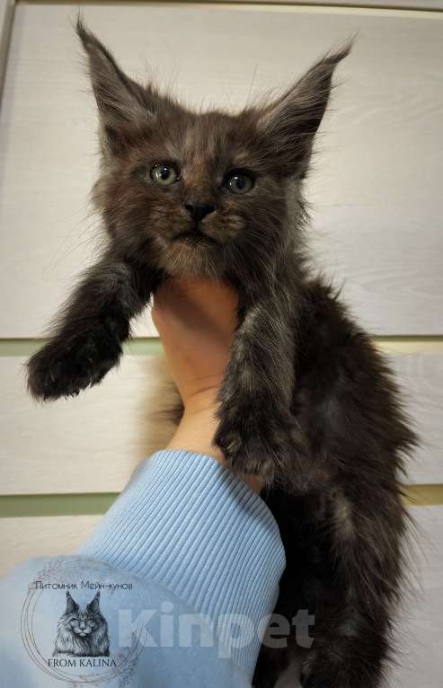 Кошки в Санкт-Петербурге: Котик черный дым Мальчик, 70 000 руб. - фото 1