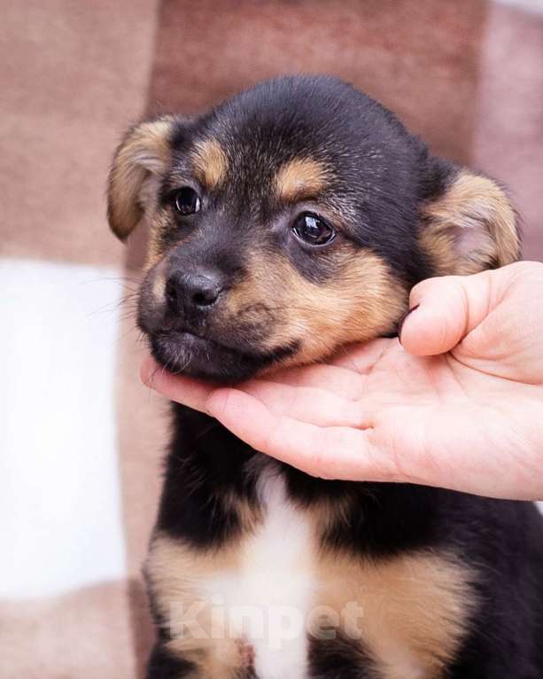 Собаки в Москве: Миниатюрный щенок в добрые руки Девочка, Бесплатно - фото 3