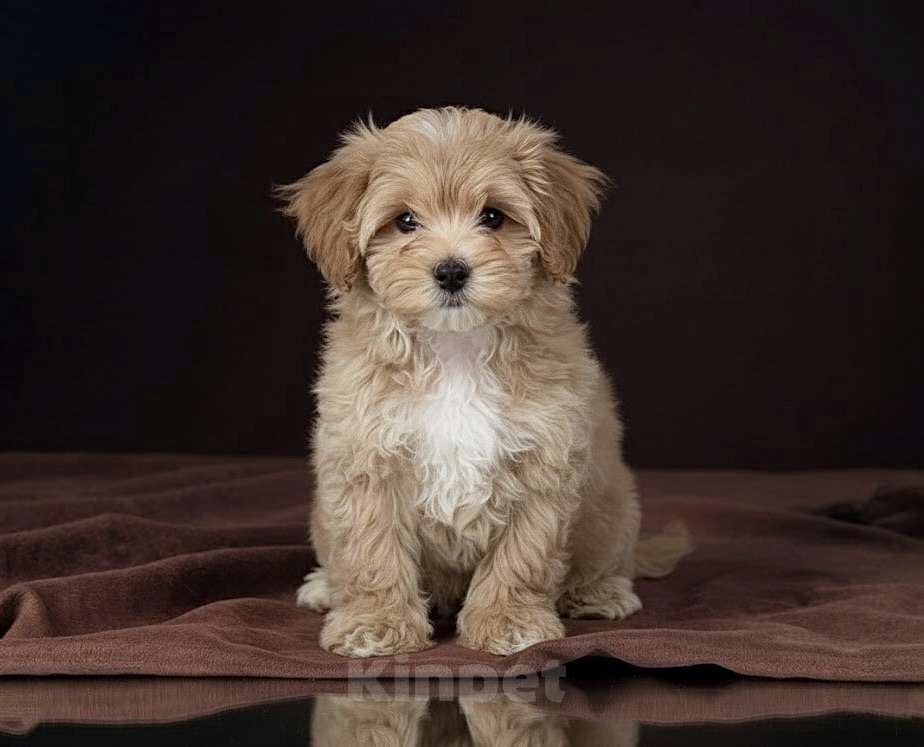 Собаки в Иркутске: Мальтипу f1 мальчики Мальчик, 75 000 руб. - фото 2