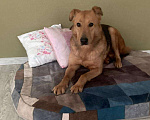 Собаки в Москве: Атаман с не атаманским характером очень ждет вас. Мальчик, Бесплатно - фото 1
