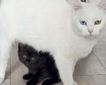 Кошки в Казани: Отдам милого котёнка в добрые руки  Девочка, Бесплатно - фото 1