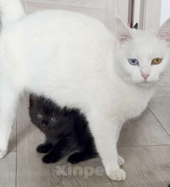 Кошки в Казани: Отдам милого котёнка в добрые руки  Девочка, Бесплатно - фото 1