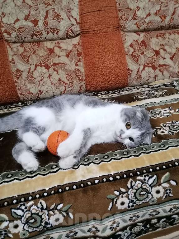 Кошки в Черкесске: Вислоухую кошечку отдам в хорошие руки. Девочка, Бесплатно - фото 3