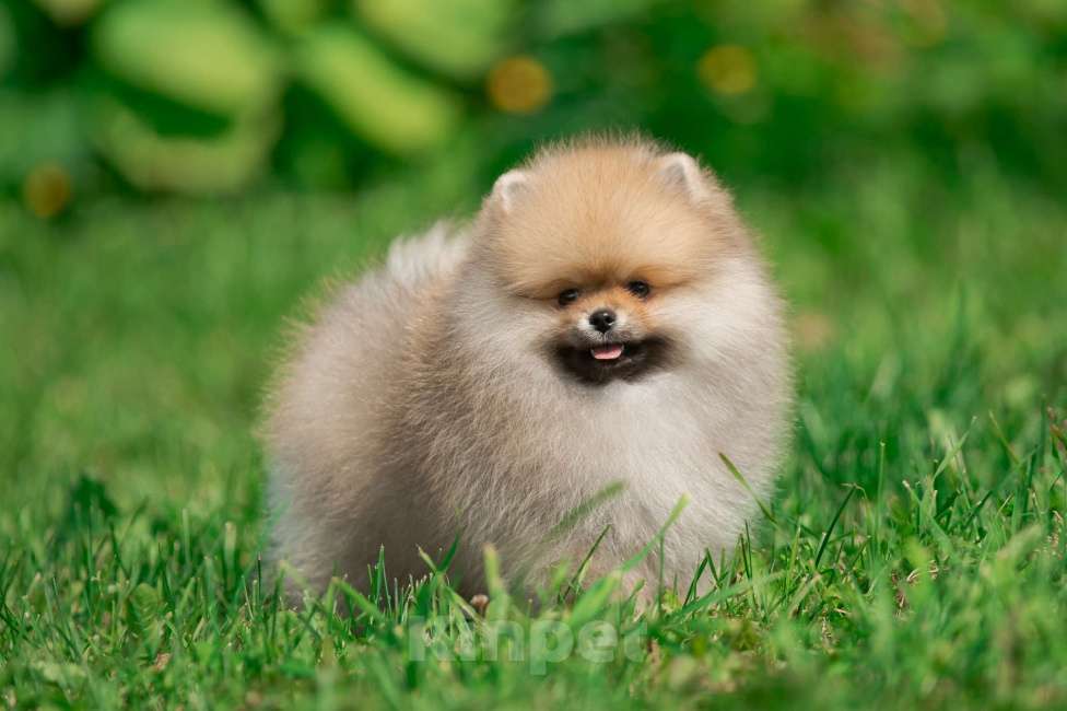 Собаки в Санкт-Петербурге: Марлекс Кларк Кент Мальчик, 75 000 руб. - фото 4