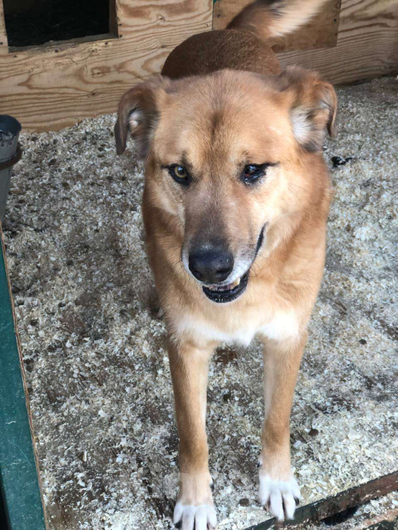 Собаки в Москве: Особенному Вилли тяжело без своего Человека Мальчик, Бесплатно - фото 5