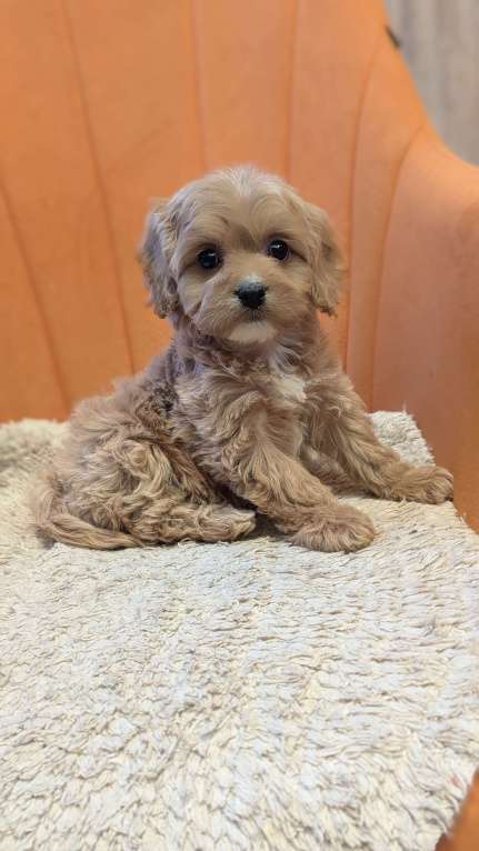 Собаки в Москве: Девочка мальтипу Девочка, 100 000 руб. - фото 1