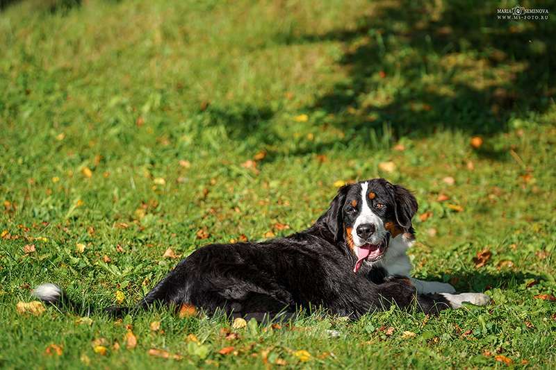Собаки в Волоколамске: Бернский Зенненхунд, Макдалена. Девочка, Бесплатно - фото 6