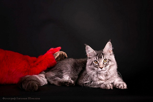 Котенок мейн-кун