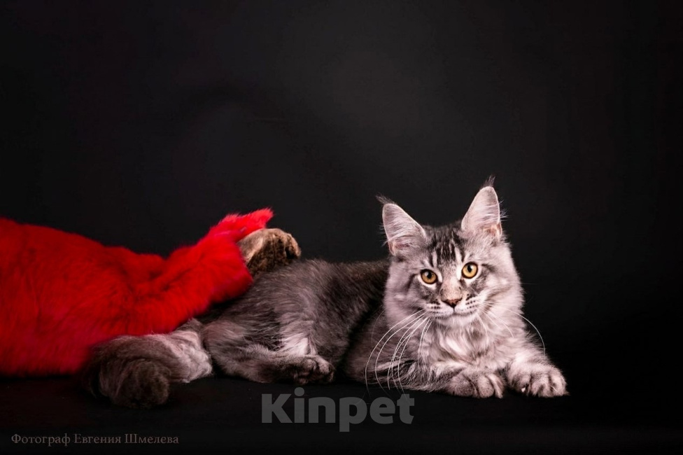 Кошки в Санкт-Петербурге: Котенок мейн-кун Мальчик, 50 000 руб. - фото 1