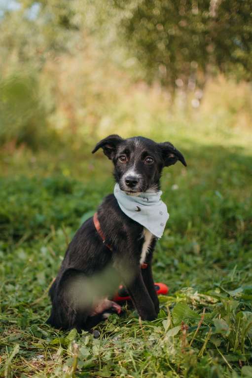 Собаки в Москве: Самые трогательные глазки. Щенок Блэк Мальчик, Бесплатно - фото 5