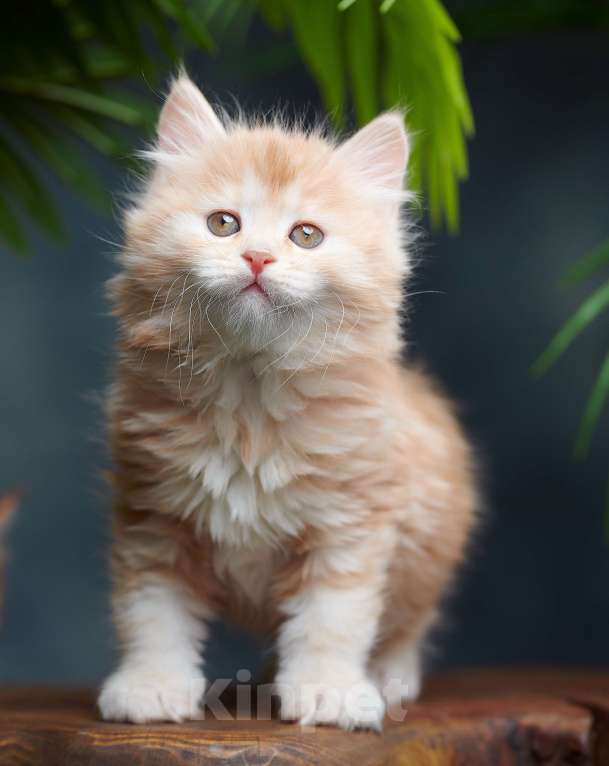 Кошки в других городах Алтайского края: Мини рыськи Мальчик, Бесплатно - фото 1