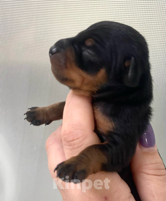 Собаки в Чехове: Великолепные щенки цверг пинчера, мини добермана Мальчик, 40 000 руб. - фото 8