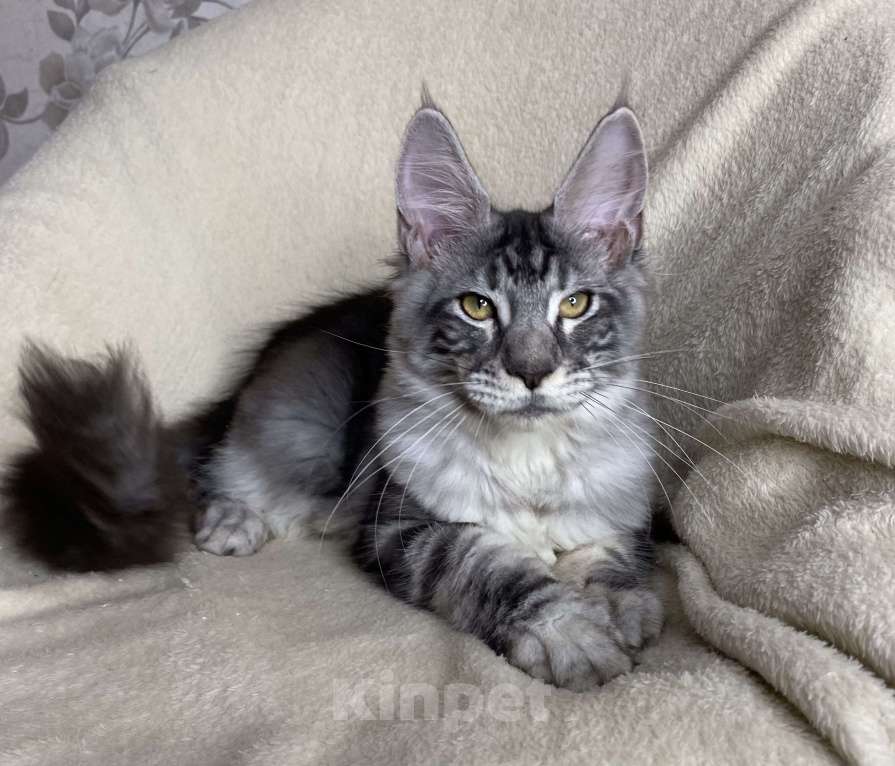 Кошки в Дмитрове: Черная серебристая мраморная девочка мейн кун Roxana Девочка, 30 000 руб. - фото 2