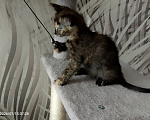 Кошки в Москве: Котёнок черепахового окраса Девочка, Бесплатно - фото 4