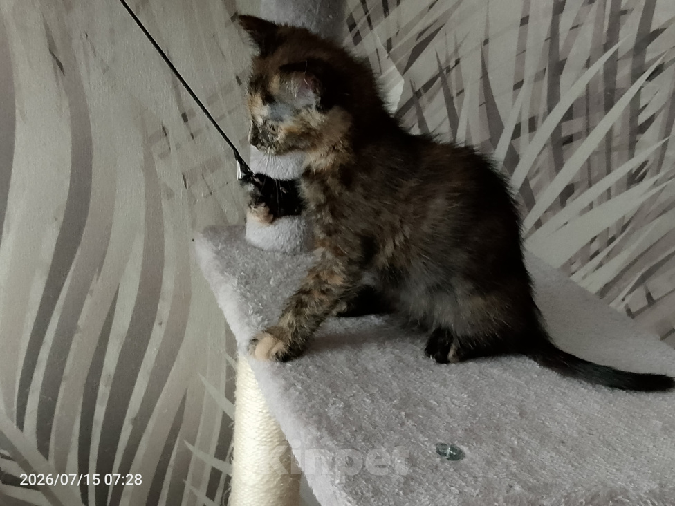 Кошки в Москве: Котёнок черепахового окраса Девочка, Бесплатно - фото 4