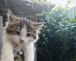 Кошки в других городах Московской области: Ищем дом котятам Девочка, Бесплатно - фото 1