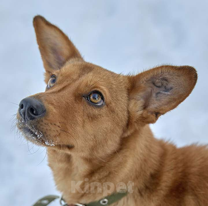 Собаки в Москве: Рыжее солнышко ВИНКИ ищет семью Девочка, 10 руб. - фото 6