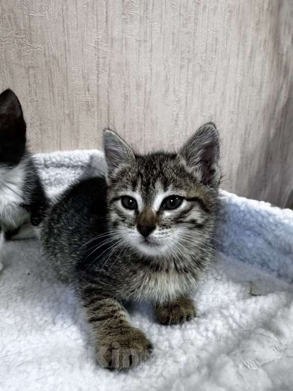 Кошки в Волгограде: Отдам котят в добрые руки Мальчик, Бесплатно - фото 6