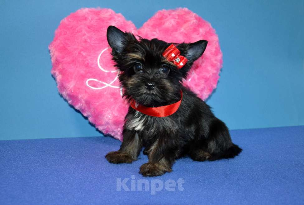 Собаки в Москве: Щенок -девочка цветного йорка Девочка, 45 000 руб. - фото 1