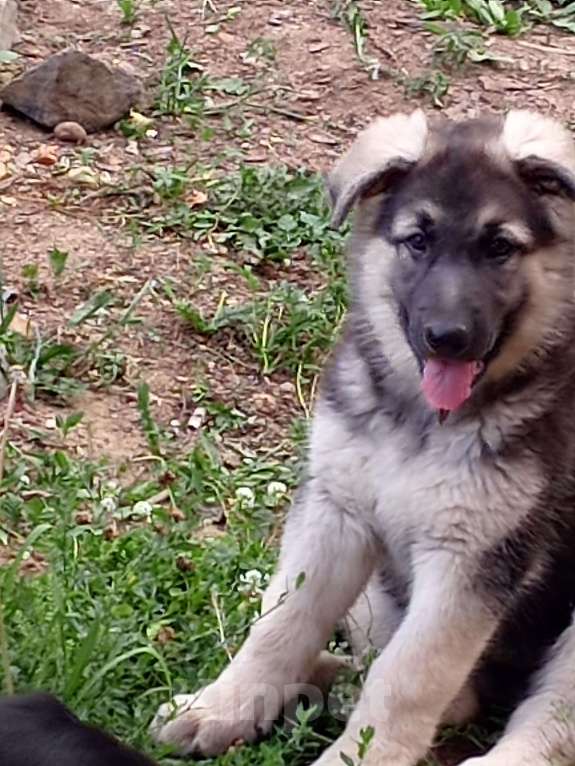 Собаки в других городах Амурской области: Щенки восточноевропейской овчарки, ВЕО, овчарки Девочка, 30 000 руб. - фото 5