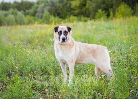 Собаки в Москве: Ханна хочет домой Девочка, Бесплатно - фото 3
