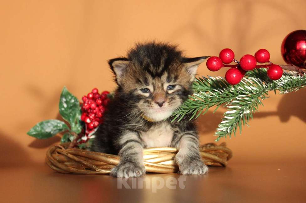 Кошки в Екатеринбурге: Котёнок мейн-кун Цефей Мальчик, 50 000 руб. - фото 4