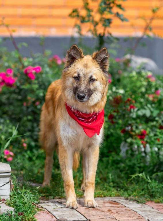 Собаки в Апрелевке: Собачий подросток, умничка и добряк Митька, 11 мес.  - в добрые руки Мальчик, 100 руб. - фото 4
