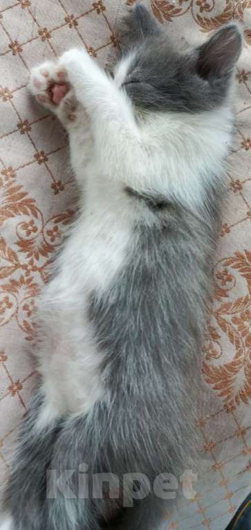 Кошки в Туле: Сладкий мальчик в добрые ручки Мальчик, Бесплатно - фото 2