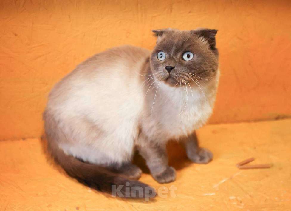 Кошки в других городах Московской области: Красавица Сямочка ищет дом Девочка, 10 руб. - фото 8