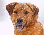 Собаки в Балашихе: Солнечный рыжий пёс Патат 3,5 года из приюта Мальчик, Бесплатно - фото 1