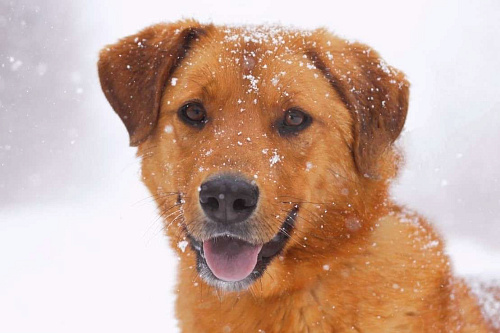 Объявление: Солнечный рыжий пёс Патат 3,5 года из приюта, Бесплатно, Балашиха