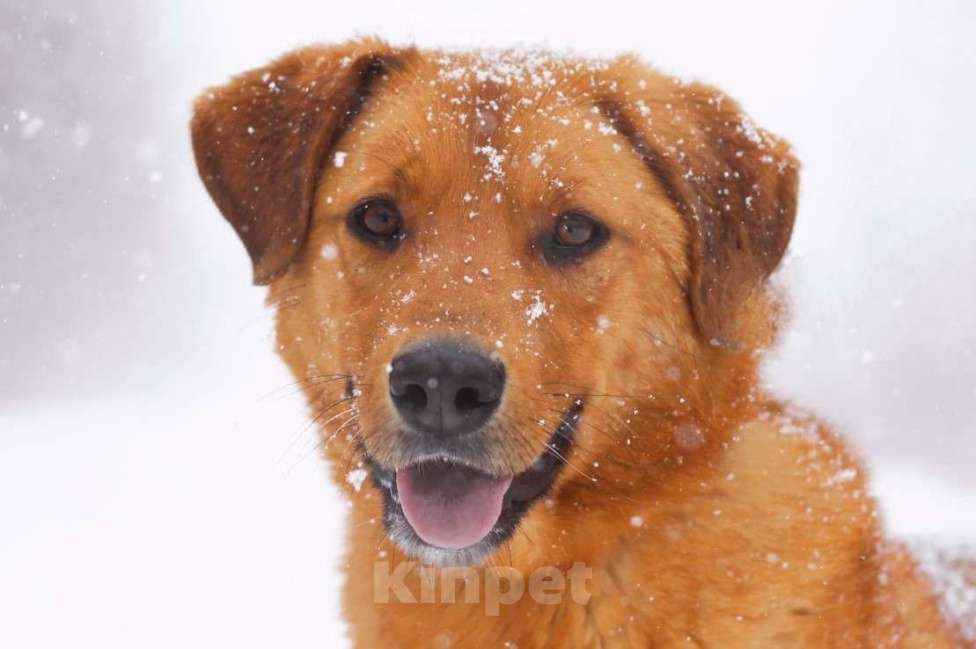 Собаки в Балашихе: Солнечный рыжий пёс Патат 3,5 года из приюта Мальчик, Бесплатно - фото 1