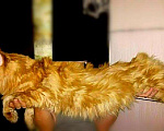 Кошки в Орске: Вязка Мейн-кун, 4 999 руб. - фото 5