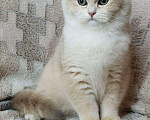 Кошки в Дмитровске: Котенок британская золотая шиншилла, 20 000 руб. - фото 6