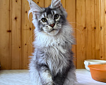 Кошки в Москве: Котик из питомника Мальчик, Бесплатно - фото 3