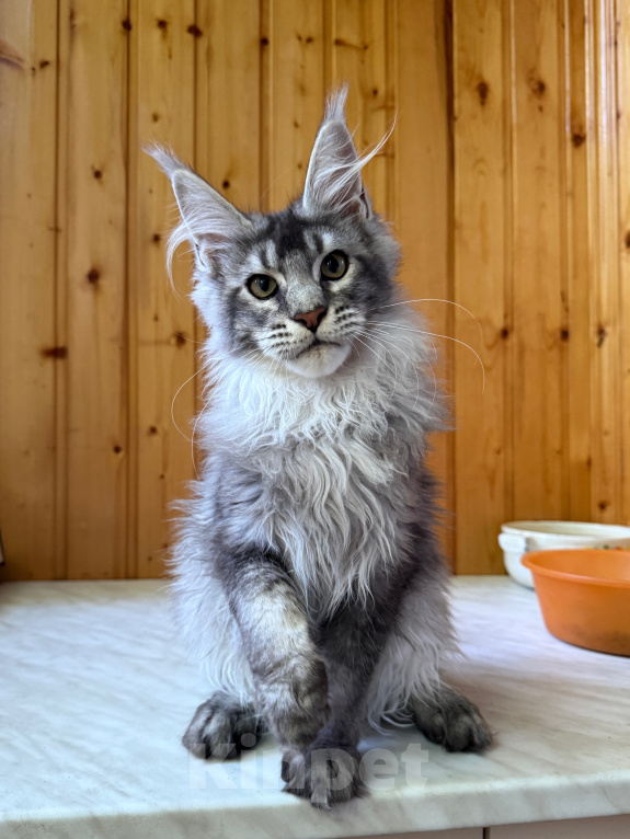 Кошки в Москве: Котик из питомника Мальчик, Бесплатно - фото 3
