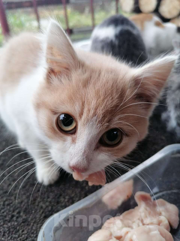 Кошки в Москве: Котенок мальчик персиковый в добрые руки Мальчик, Бесплатно - фото 2