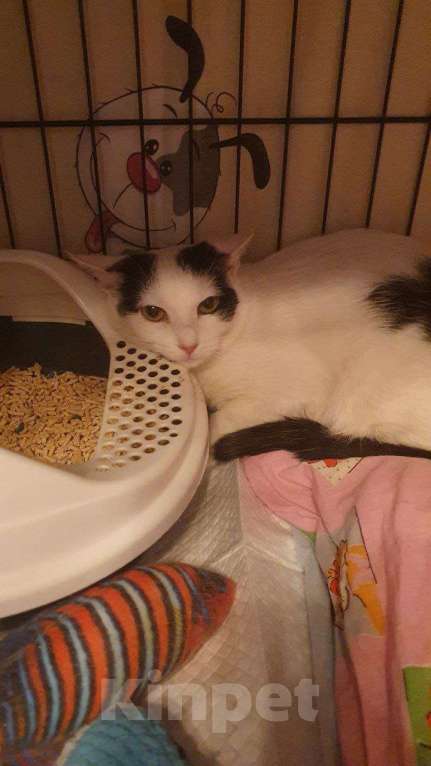 Кошки в Москве: Очарование по имени Понти Девочка, Бесплатно - фото 3