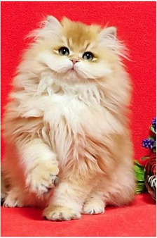 Объявление: Котенок чудо британец, 120 000 руб., Мурманск