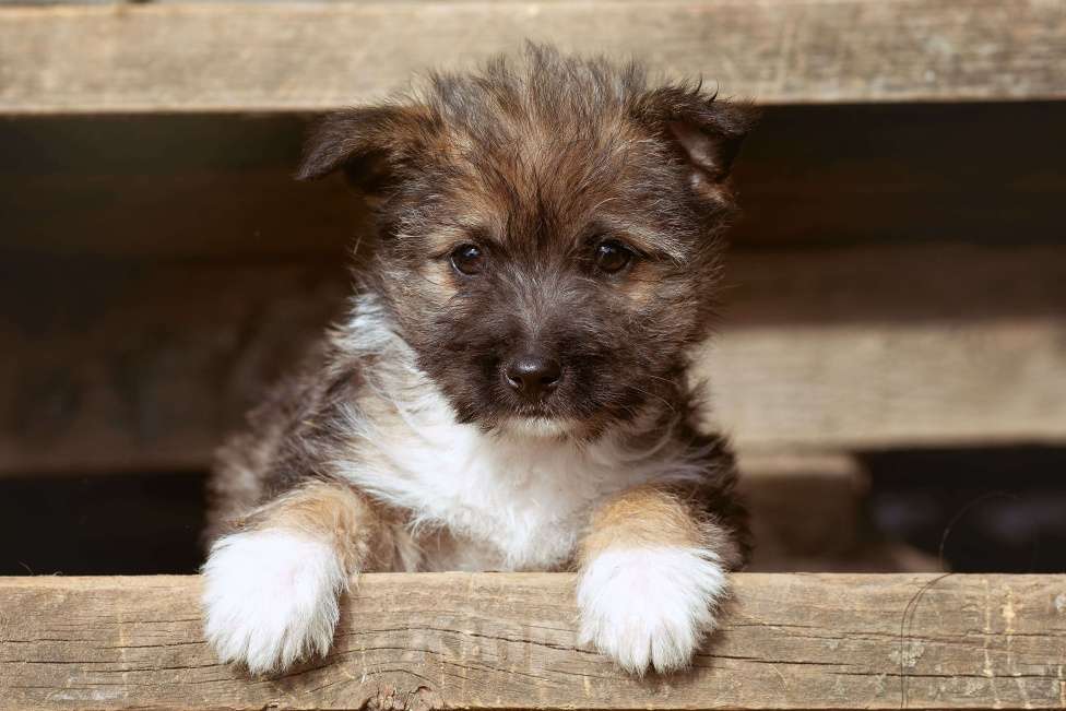 Собаки в Москве: щенок мелкаш Мимоза в добрые руки Девочка, Бесплатно - фото 4